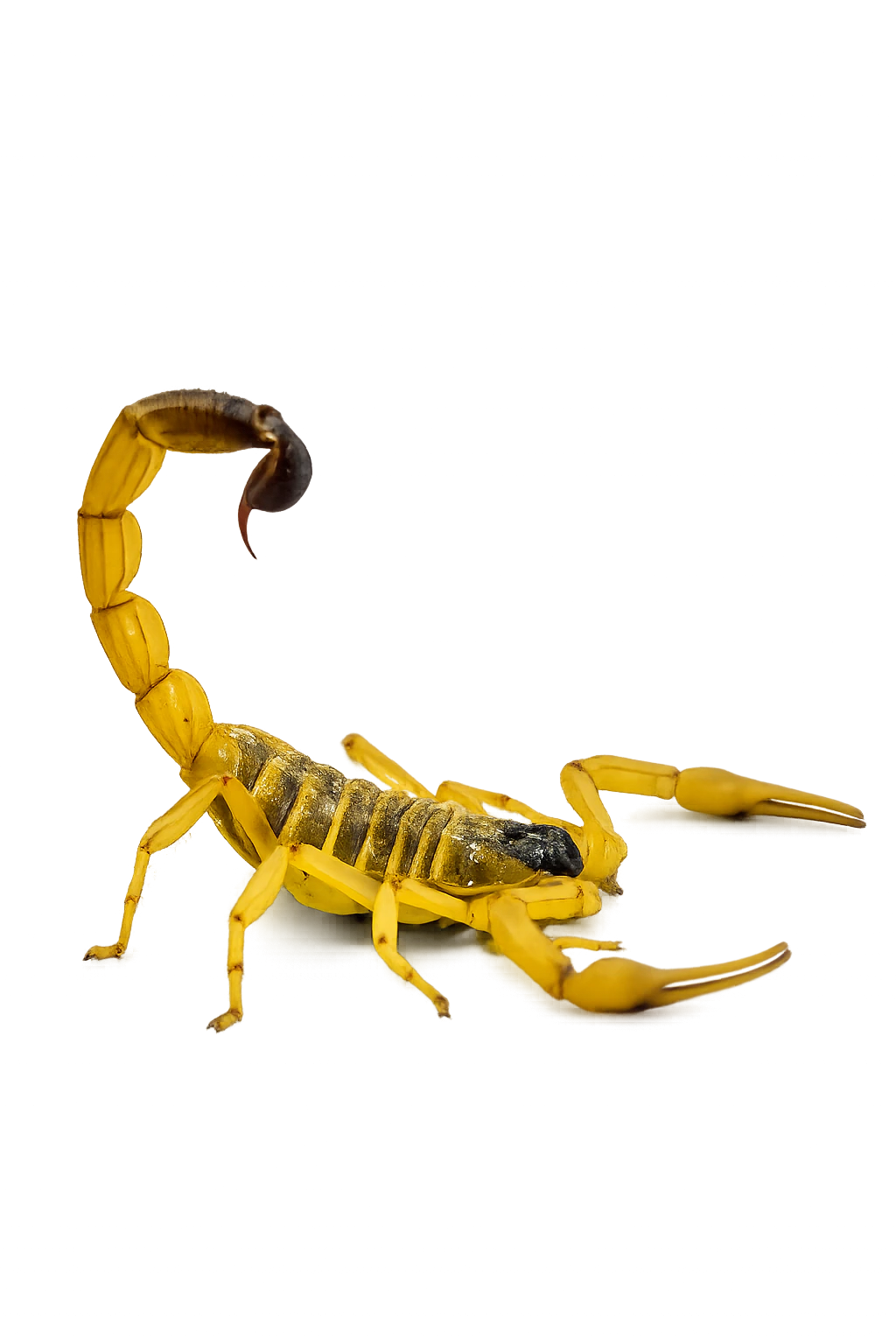 Odontobuthus doriae cinematic stage asset